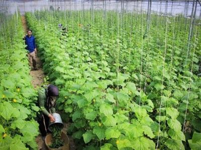 سیستان‌وبلوچستان چهارمین قطب گلخانه‌ای کشور شد