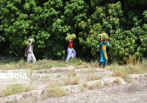 برداشت ۱۲ هزار تن انبه در سیستان‌وبلوچستان