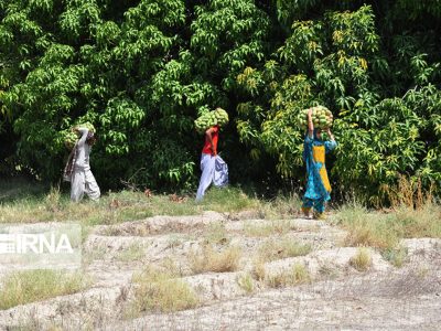 برداشت ۱۲ هزار تن انبه در سیستان‌وبلوچستان