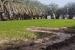 فنوج رستاخیز نخل ها در دل کوهستان خشک