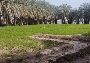 فنوج رستاخیز نخل ها در دل کوهستان خشک