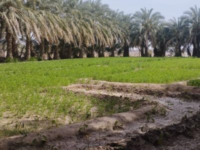 فنوج رستاخیز نخل ها در دل کوهستان خشک