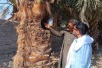 بررسی آفت سوسک سرخرطومی خرما در فنوج