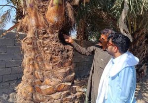 بررسی آفت سوسک سرخرطومی خرما در فنوج