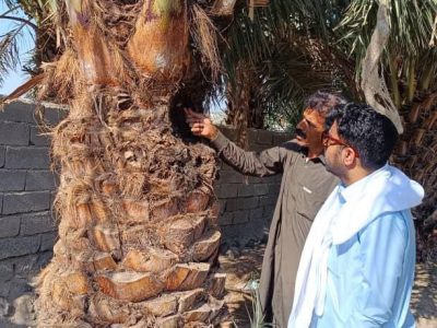 بررسی آفت سوسک سرخرطومی خرما در فنوج