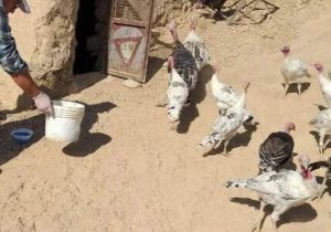 تضمین سلامت ۳۸۸ هزار قطعه طیور سیستان‌وبلوچستان