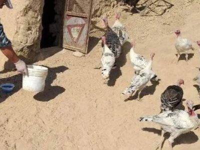 تضمین سلامت ۳۸۸ هزار قطعه طیور سیستان‌وبلوچستان