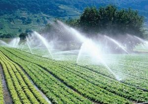 حرکت به سوی خودکفایی بذری در سیستانوبلوچستان