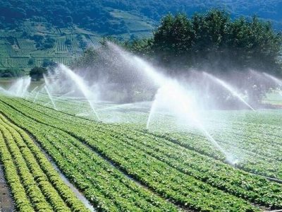 حرکت به سوی خودکفایی بذری در سیستانوبلوچستان