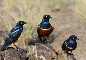 آغاز پایش زیستگاههای پرندگان در سیستانوبلوچستان