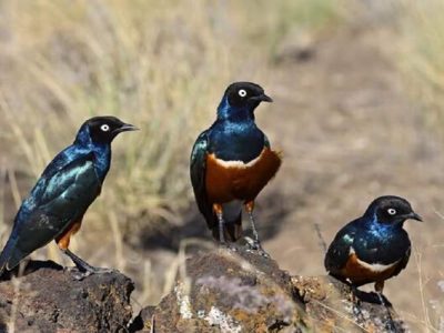 آغاز پایش زیستگاههای پرندگان در سیستانوبلوچستان