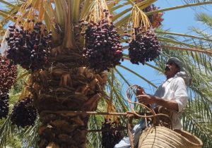 تولید بیش از ۴۸۰۰ تن خرما در فنوج