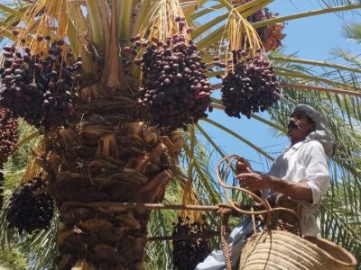 تولید بیش از ۴۸۰۰ تن خرما در فنوج