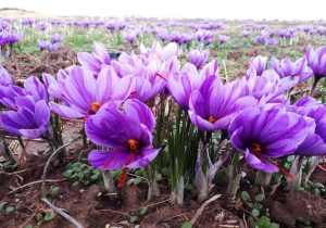 برداشت ۲۴۵ کیلوگرم زعفران از مزارع تفتان