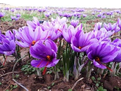 برداشت ۲۴۵ کیلوگرم زعفران از مزارع تفتان