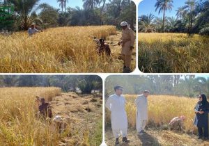 شالیکاران فنوج برداشت برنج را شروع کردند