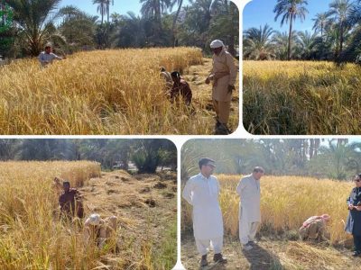 شالیکاران فنوج برداشت برنج را شروع کردند