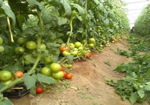 صادرات محصولات گلخانه‌ای سیستا‌ن‌وبلوچستان به ۱۳۵۰ تُن رسید