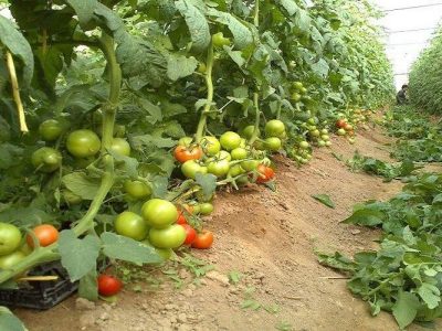 صادرات محصولات گلخانهای سیستانوبلوچستان به ۱۳۵۰ تُن رسید