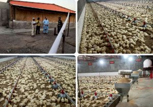 چهارمین واحد مرغداری فنوج با ظرفیت ۲۰ هزار قطعه به بهرهبرداری رسید