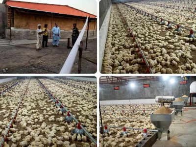 چهارمین واحد مرغداری فنوج با ظرفیت ۲۰ هزار قطعه به بهرهبرداری رسید