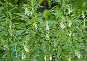 آغاز برداشت کنجد در دلگان