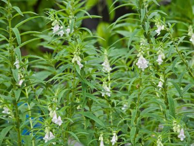 آغاز برداشت کنجد در دلگان