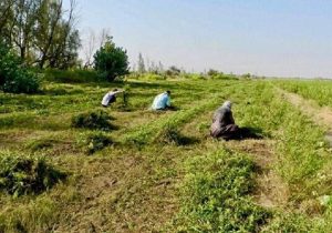 کشت حنا در اراضی کشاورزی دلگان