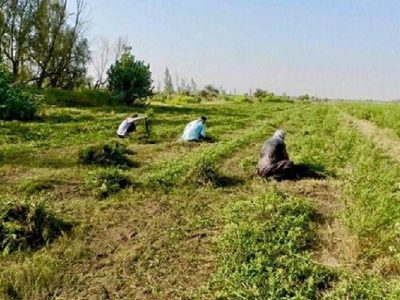 کشت حنا در اراضی کشاورزی دلگان