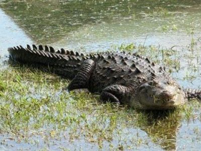 بارندگی کم‌سابقه تهدیدی برای زیستگاه گاندوها