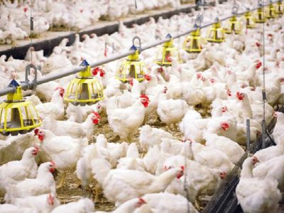 تصویب ۱۳ طرح پرورش مرغ گوشتی در سیستان‌وبلوچستان