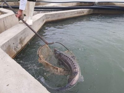 توسعه پرورش ماهیان خاویاری در سیستان‌وبلوچستان