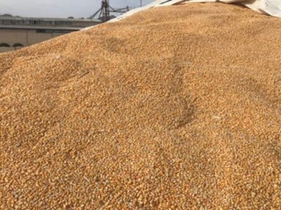 توزیع گسترده آرد و نهاده‌های دامی میان عشایر