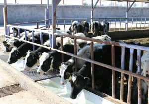 جهش دامپروری با تسهیلات ۴۱۸ میلیاردی