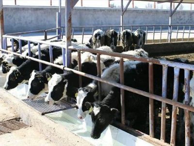 جهش دامپروری با تسهیلات ۴۱۸ میلیاردی