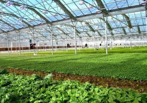 تمرکز سرمایه‌گذاری در بخش کشاورزی و شیلات سیستان‌وبلوچستان