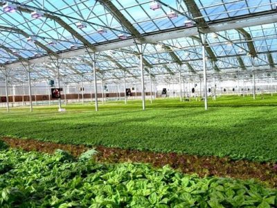 تمرکز سرمایه‌گذاری در بخش کشاورزی و شیلات سیستان‌وبلوچستان