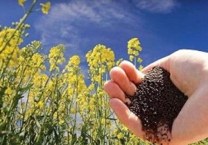 کشت کلزا، نسخه دلگان برای خودکفایی روغن