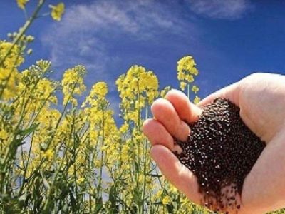 کشت کلزا، نسخه دلگان برای خودکفایی روغن