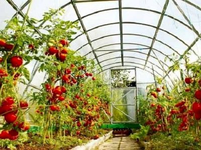 سطح گلخانههای سیستانوبلوچستان به ۸۷۸ هکتار رسید