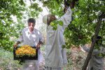 برداشت ۱۰ هزار تن زردآلو در سیستانوبلوچستان