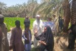 آموزش مبارزه با سوسک سرخرطومی خرما