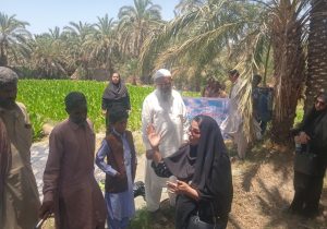 آموزش مبارزه با سوسک سرخرطومی خرما