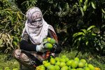 آغاز برداشت انبه در سیستان و بلوچستان