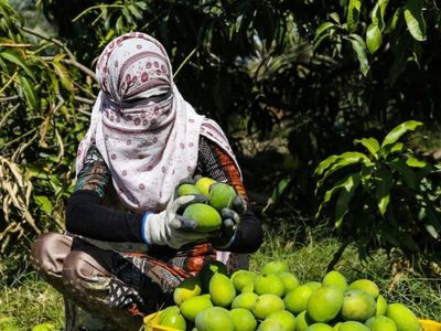 آغاز برداشت انبه در سیستان و بلوچستان