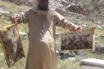 تولید سالانه ۲ تن عسل طبیعی در خاش