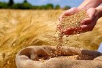 بیشاز ۱۱۵ هزار تن گندم در سیستان و بلوچستان خریداری شد