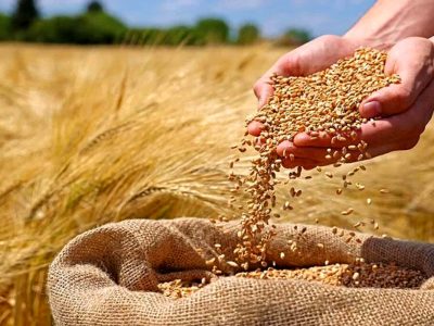 بیشاز ۱۱۵ هزار تن گندم در سیستان و بلوچستان خریداری شد