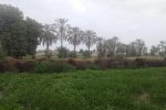 عورکی، جایی میان نخل و رؤیا در قلب مکران