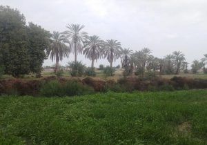 عورکی، جایی میان نخل و رؤیا در قلب مکران